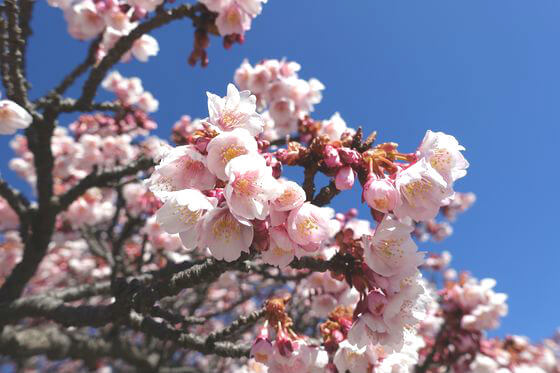 ❤︎32歳年の差夫婦桜神宮に行ってきました🌸 2月20日の桜です✨ ほぼ満開🌸🌸🌸 日陰のほうがまだちょっと咲いてない感じ。でも、東京はずっと雨予報だから この日に行ってよかったかな💕桜お花見デート東京デートスポット年の差カップル逆年の差
