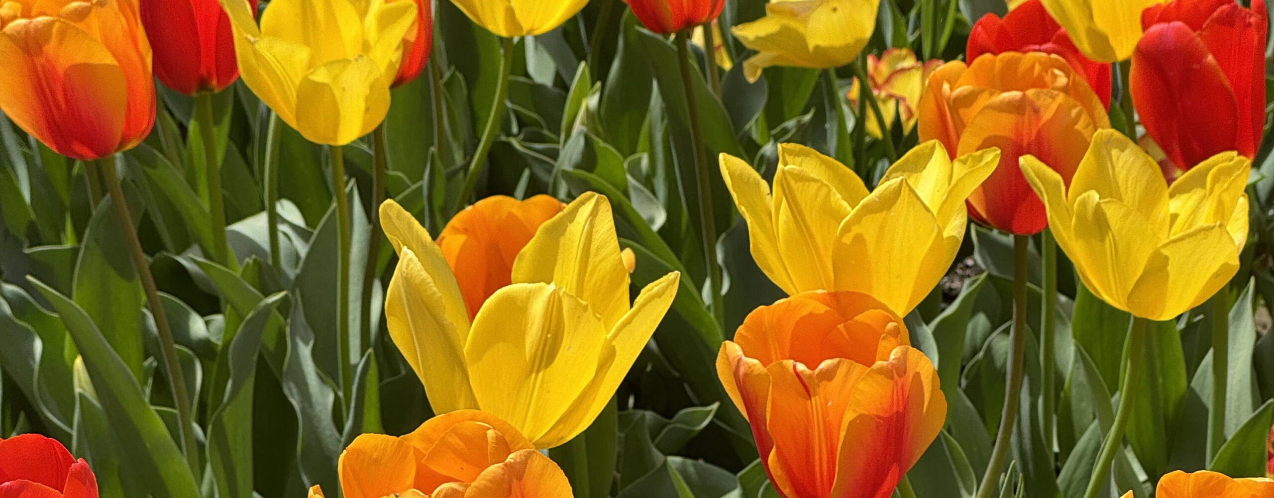 渡辺和貴、菊池颯人、松村優ら出演！演劇版『斬舞踊』扮装ビジュアル公開！ – StageNews