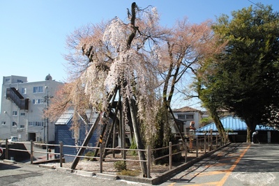 石材店スタッフのブログ 桜と夫婦墓 永代供養墓霊園とお墓のはなし