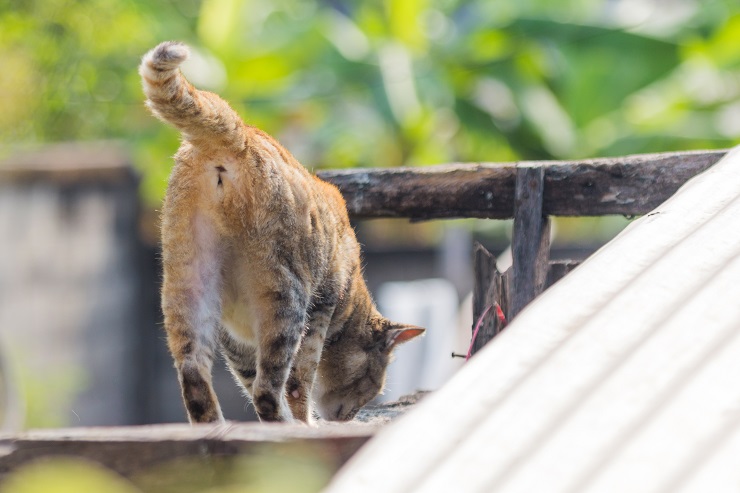 猫が『おしりを舐める』理由4つ！執拗に気にしている場合は要注意 | ねこちゃんホンポ