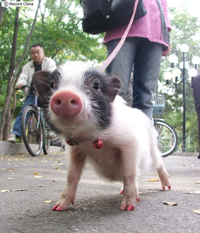1959生まれ、今年66歳の暦・年齢・干支・一覧表プラチナワイン