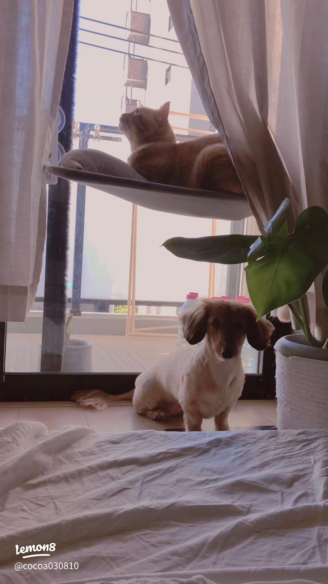 ジャニオタ 絵文字顔隠し 猫TikTok