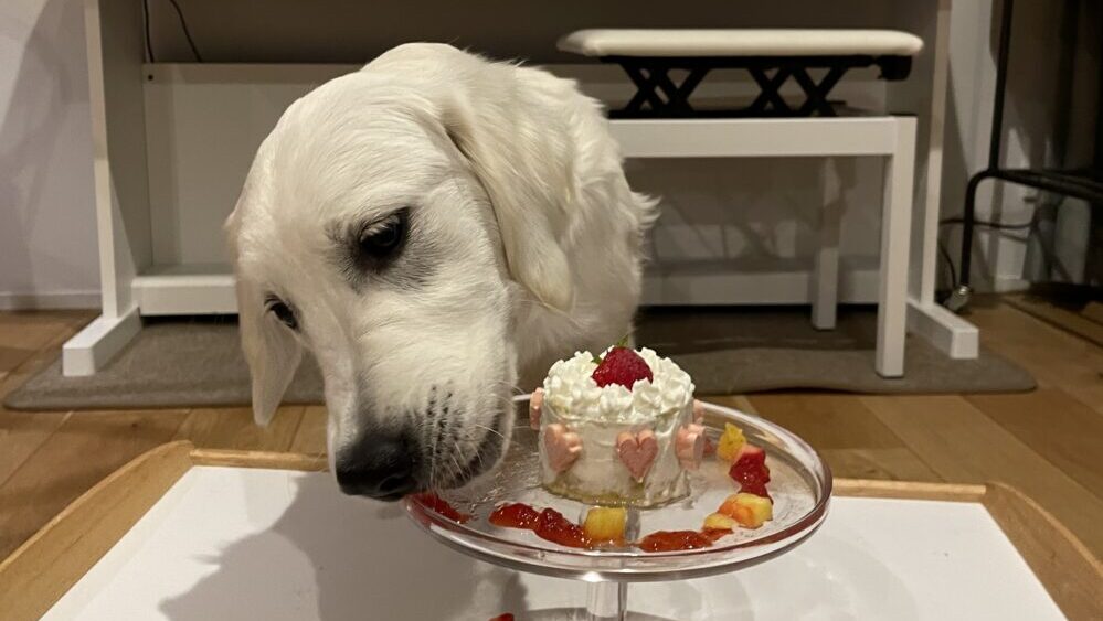 わんちゃんお誕生日こだわりセット 愛犬のお祝いケーキ マンゴー入り米粉ヨーグルトケーキバースデーケーキと手作り 犬用ごはん 豚もも肉の肉じゃがのセット: 暮らしの総合デパートケベック - 通販 - Yahoo!ショッピング