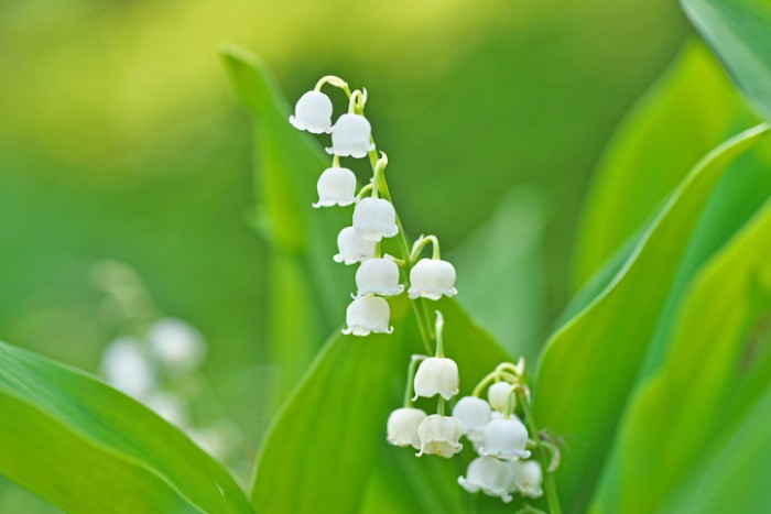 アリウム 花言葉は花言葉は「夫婦円満」 結婚式で使いたいお花は、好きなお花を主役にしたり、花言葉で選んでみても。パーティ会場の装飾やブーケ、ゲストと一緒に楽しめるフラワービュッフェの演出など、お花がたくさんのウェディングパーティもおすすめ。 T&G
