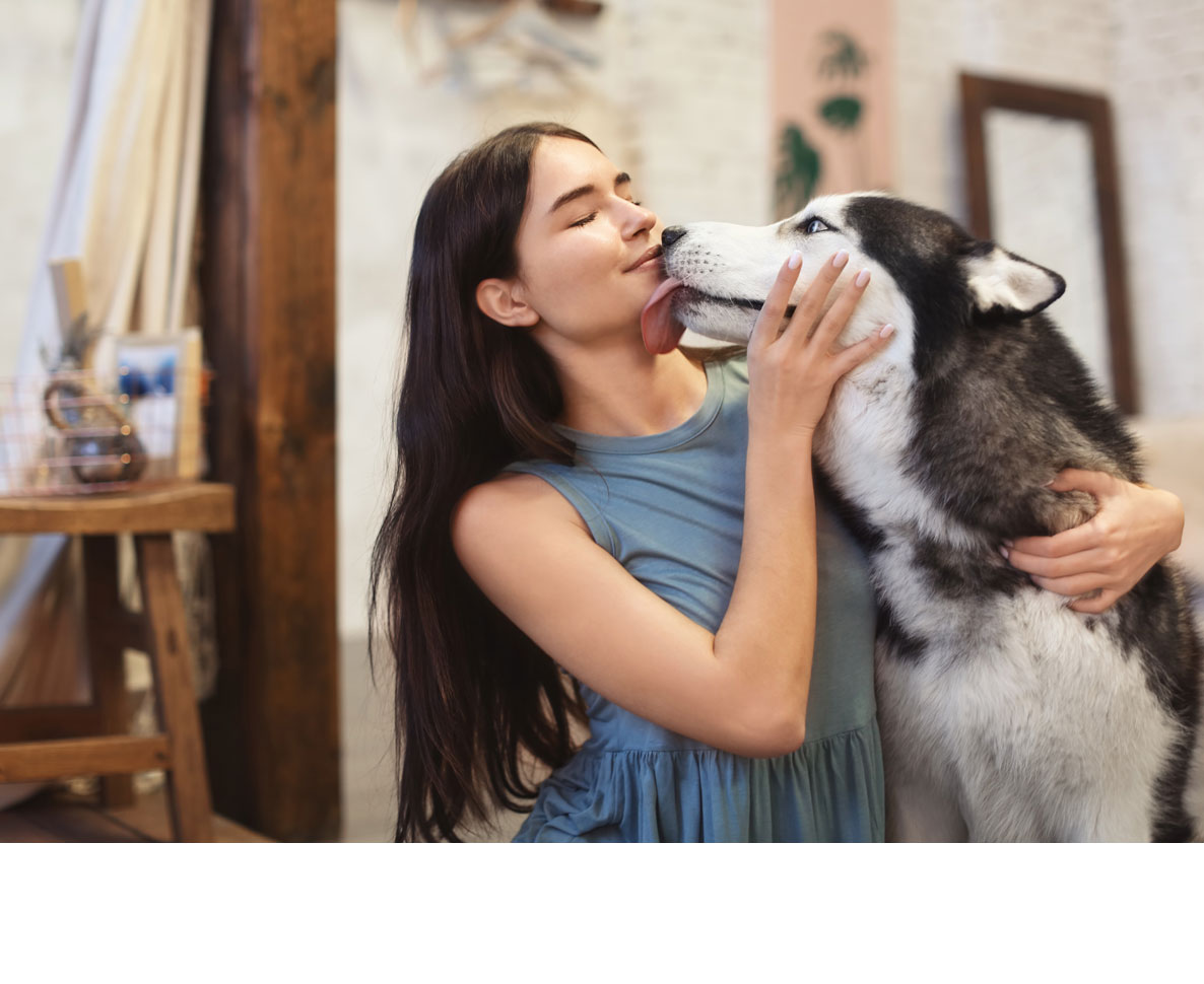 犬が私たちの顔を舐める理由とは