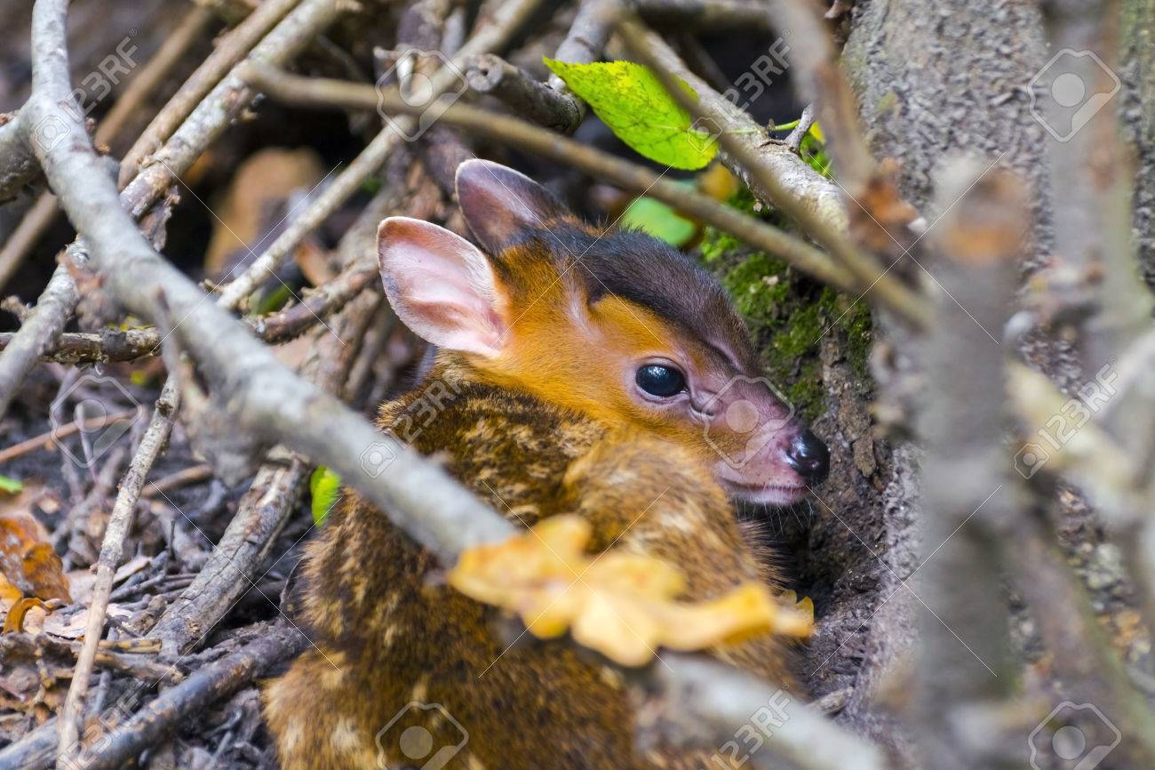 高品質日本製 オーガニックコットン キョン きりん ミニぬいぐるみ ニギニギ 赤ちゃんのおもちゃに メイド・イン・アース完売品