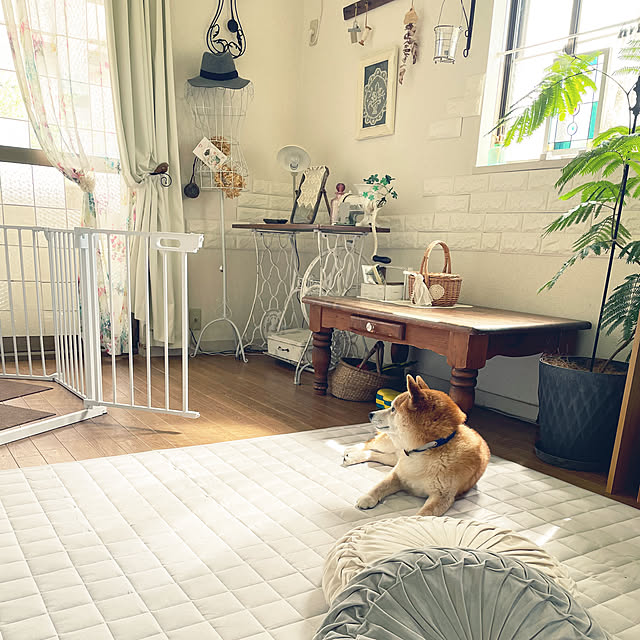 リビング中央 ケージ置き場 ドッグルームサークル ペティオ いぬと暮らす などのインテリア実例 - 2021-05-24 21:38:47RoomClip ルームクリップ