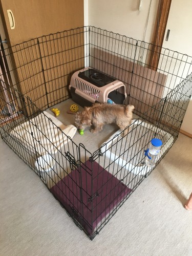 トレーナー監修 愛犬のサークルやケージの最適な置き場所って?愛犬が快適に過ごせるレイアウトは? - イヌトレ - 犬 と飼い主のためのオンラインしつけプラットフォーム