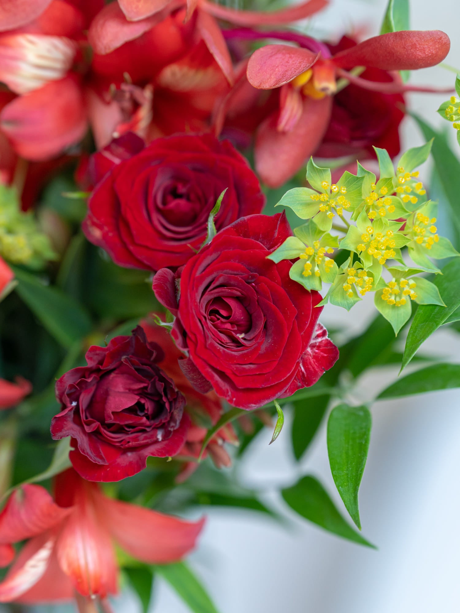 カーネーションの花言葉と誕生花＆喜ばれるプレゼント – ブローチに恋して