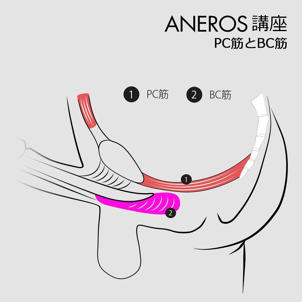 ANEROS HELIX SYN-V（ヒリックス・シンＶ）