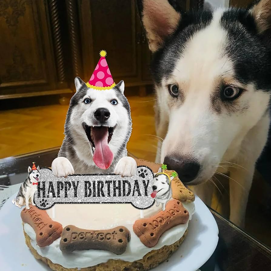 愛犬家のための犬専門写真館 “Dogram” で、ハーフバースデーの撮影を - starnote*