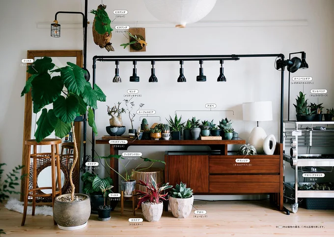 リビングをおしゃれにする観葉植物12選風水的にも◎なおすすめの置き方は？🍀GreenSnap グリーンスナップ