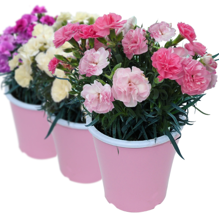 母の日の由来とは？カーネーションを送る意味や母の日の豆知識カタログギフトのハーモニック ギフトメディア