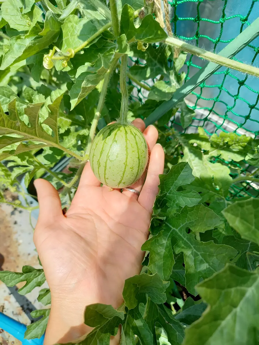 妻思わず号泣 40歳の誕生日プレゼントで夫婦の絆を確認！Giftpedia byギフトモール&アニ