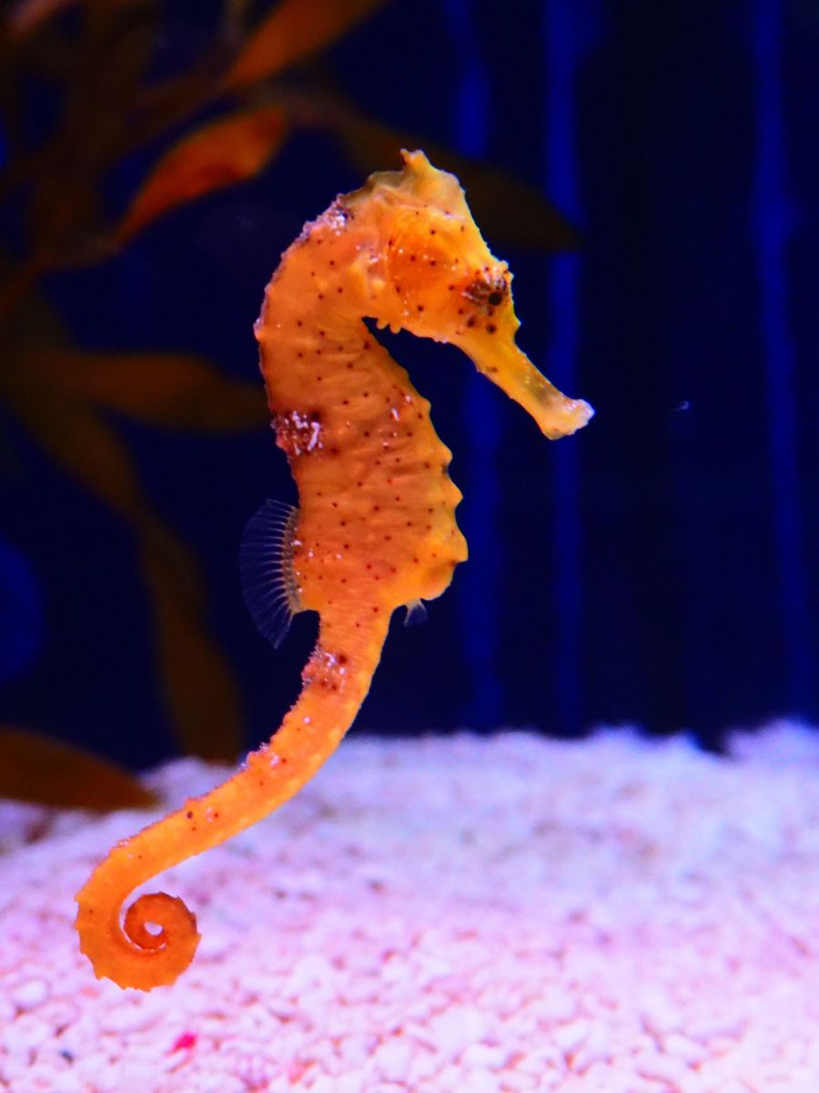 タツノオトシゴ 竜の落し子 たつのおとしご - 語源由来辞典