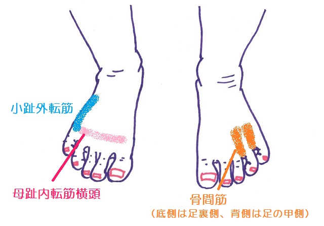 足のかたちにはタイプがある子どもの足によい靴フェルゼスーパーフィット superfit公式通販