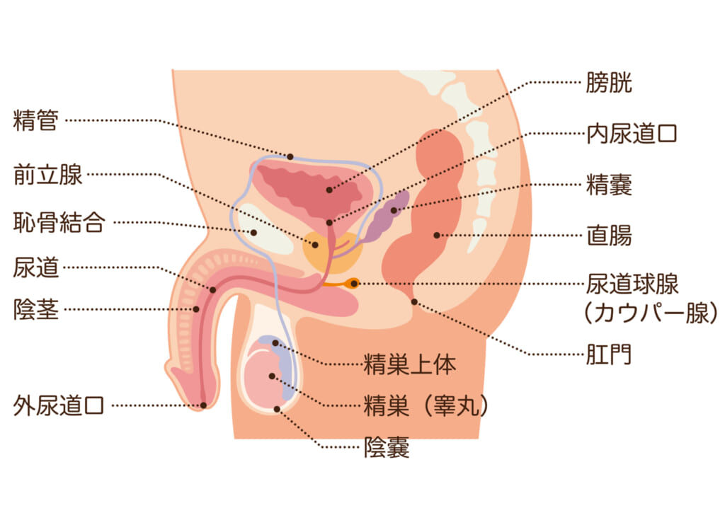 徹底解説】０から始めるドライオーガズムのやり方とコツ：５つのステップ | 尻飛び修士の研究手帳