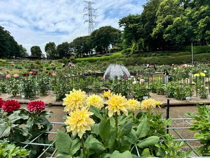 ダリアの季節です。 とても可愛く美しいダリア✨ ダリアの花言葉は「華麗」「優美」「気品」その名の通り！