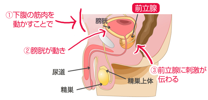 アナニー初心者のためのアナルオナニーのやり方まとめ | アネドラ