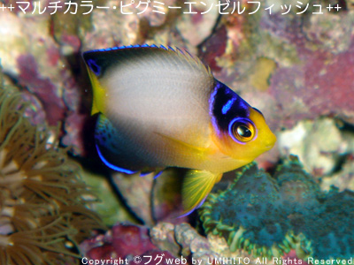 注文 【海水魚】マルチカラーエンゼル