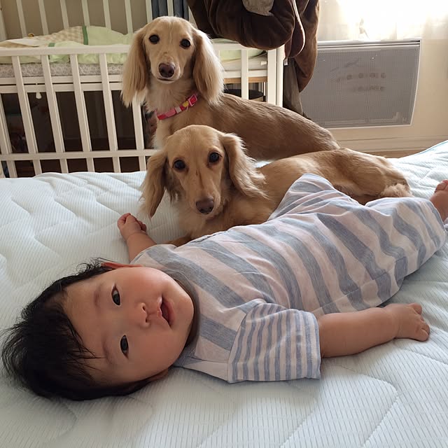 リビングでくつろぐ赤ちゃんとお母さんとお兄ちゃんと犬の写真素材FYI02027696ストックフォトの QleanMarket キュリンマーケット