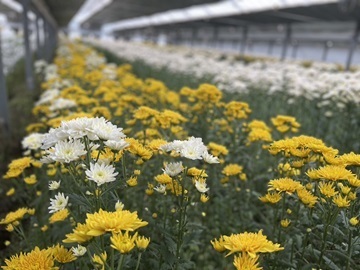 楽天市場】【ふるさと納税】 富里市産 オリエンタルユリ切り花（ピンク）約10本 ふるさと納税 オリエンタルユリ