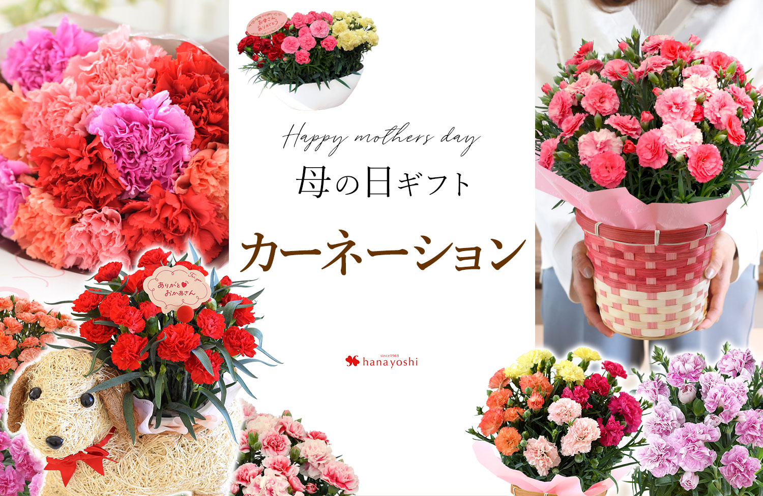 母の日 ギフト 花 カーネーション 2025 プレゼント 5号鉢 メッセージカード ギフトボックス付き 送料無料 : 花束とアレンジの専門店 花むすび- 通販 - Yahoo!ショッピング
