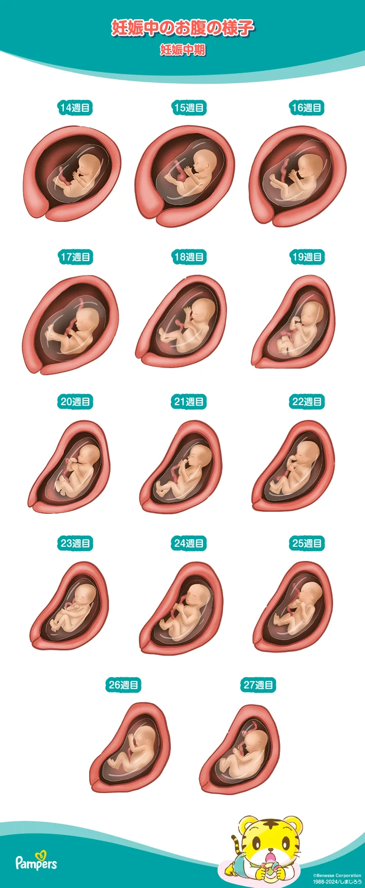 コラかと思った」「怖い」 “デカすぎる魚介類”と“赤ちゃん”の大きさを比較した画像が衝撃的すぎる 1 2ねとらぼ