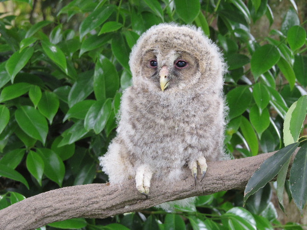 メンフクロウのヒナ掛川花鳥園公式ブログ