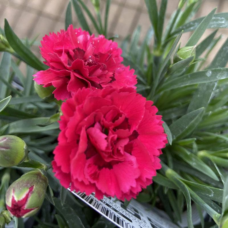 ♡花ギフト♡寄せ植え 香るお花ダイアンサスアロマジェンヌとハーブの寄せ植え 花