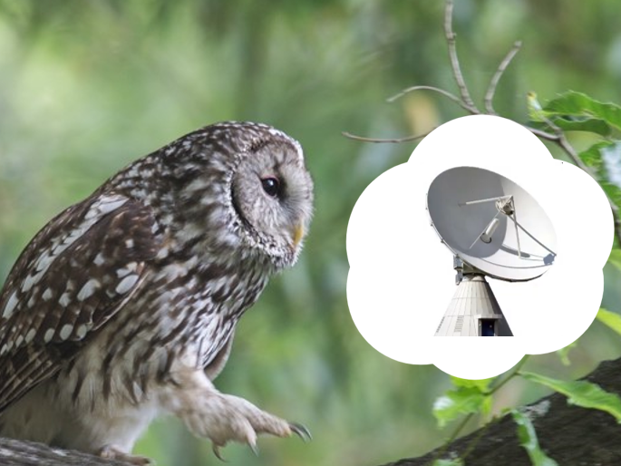 メンフクロウは怖い？かわいい？ 値段・赤ちゃん・寿命・販売価格徹底解説 - フクロウカフェ 東京 アキバフクロウ