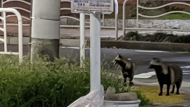 横浜市調査＞下田小や駒林小学区に多い「タヌキ」や「ハクビシン」の目撃情報横浜日吉新聞