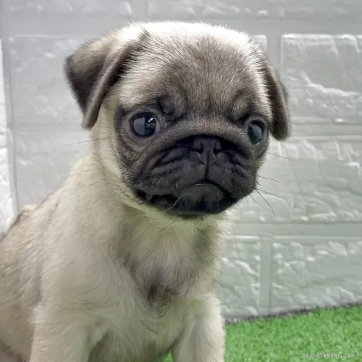 リボーンドール クロスボディー クリクリお目々が可愛い男の子 新生児サイズ