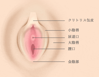 クリトリスの場所はどこ？構造・役割と快感を感じるためのいじり方 | Ray(レイ)