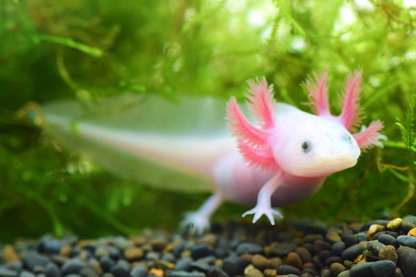 甲斐田晴 にじさんじ 中の人はFreedel成海皐月でイケメン？顔バレや結婚についても調査Net-sea ネッシー