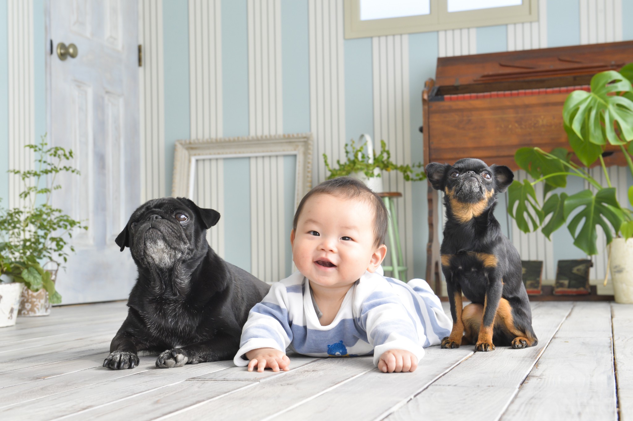 家族写真プラン マタニティペット写真スタジオ アトリエ ルシャ│犬 猫