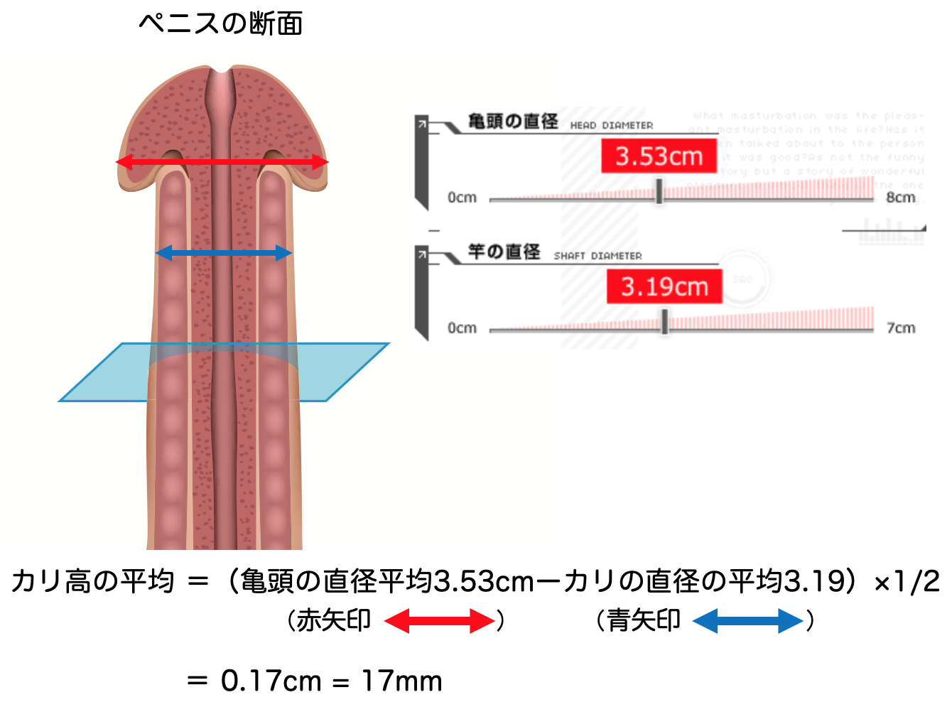 あそこの大きさの秘密！男性の身長とペニスのサイズの関係/ラブナイト【恋本コラム】