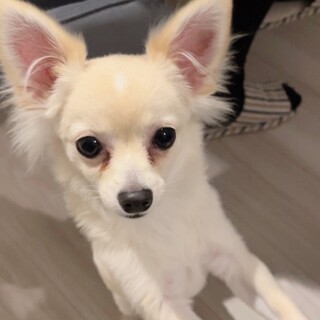 千葉県 七五三レンタル 三歳男の子 - 東京レンタルいしょう