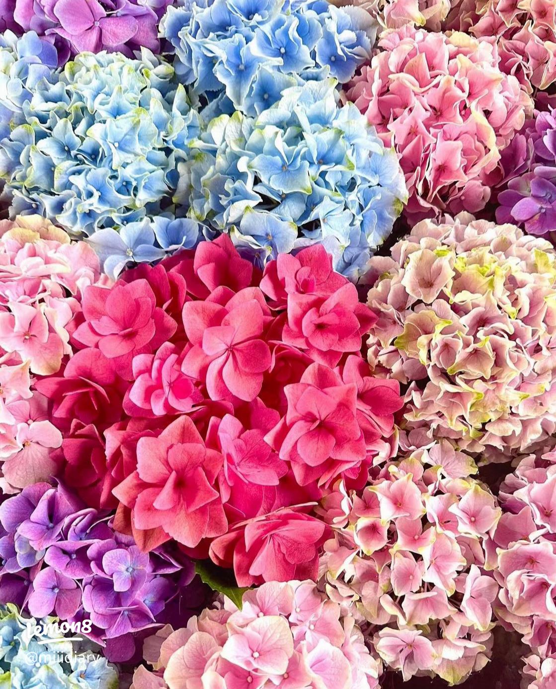 幸運を呼ぶ待ち受けで強力な効果あり！2025年最強に運気が上がる待ち受けは？ - 当たる占いセレクション