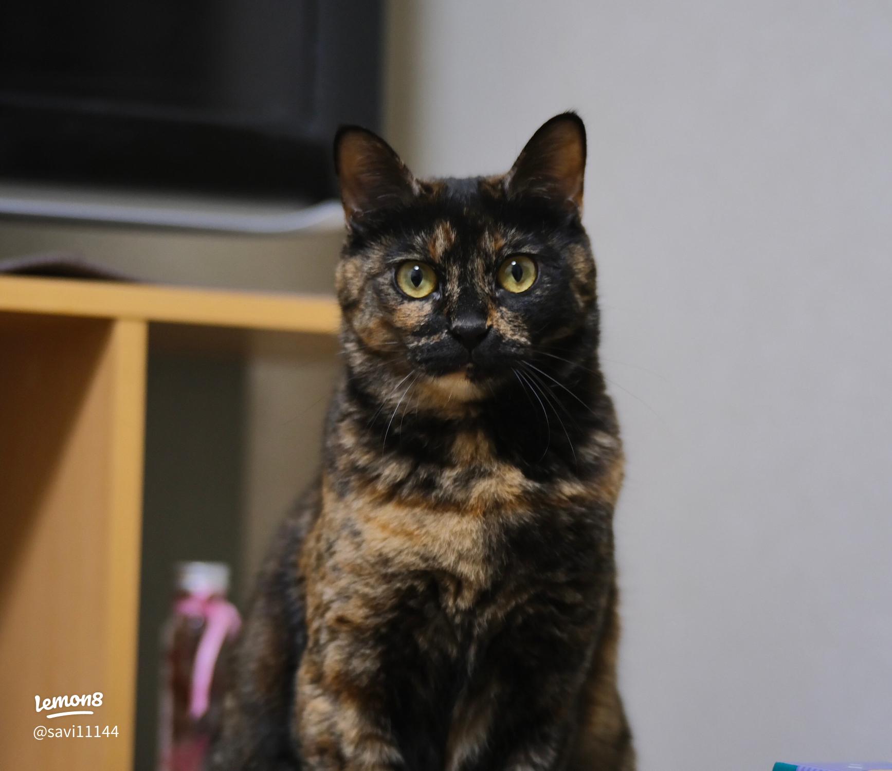 顔隠しにも使える❕💞ラブリーな白猫ちゃんの 量産っぽスタンプ🫶🏻‎🤍🎀linecameralineカメラスタンプスタンプ加工猫ねこcat量産型量産型加工顔隠し顔隠しスタンプかわいいcute