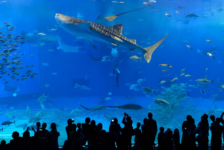 家族で楽しめる！千葉のディズニー以外の観光スポット30選！Hinotori