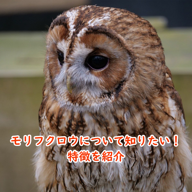 卵から巣立ちまでを追ったフクロウの成長記録が130万再生 「育つ過程がすごく人間ぽくてびっくり」「数日で親と同じくらいに!?」ねとらぼ