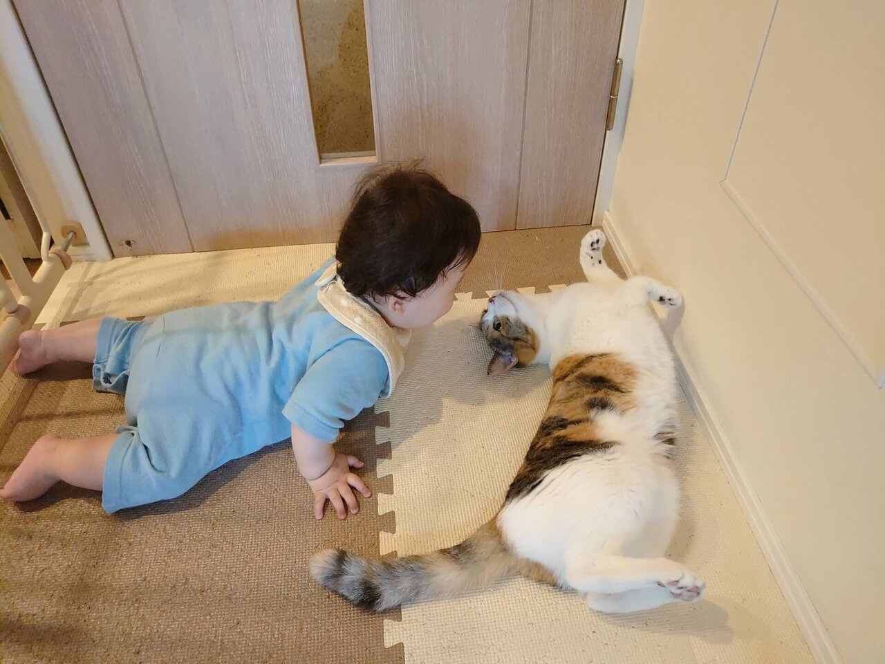 獣医師監修動画つき 赤ちゃんと猫、同居の注意点、病気やお手入れ、ストレス解消法ねこのきもちWEB MAGAZINE