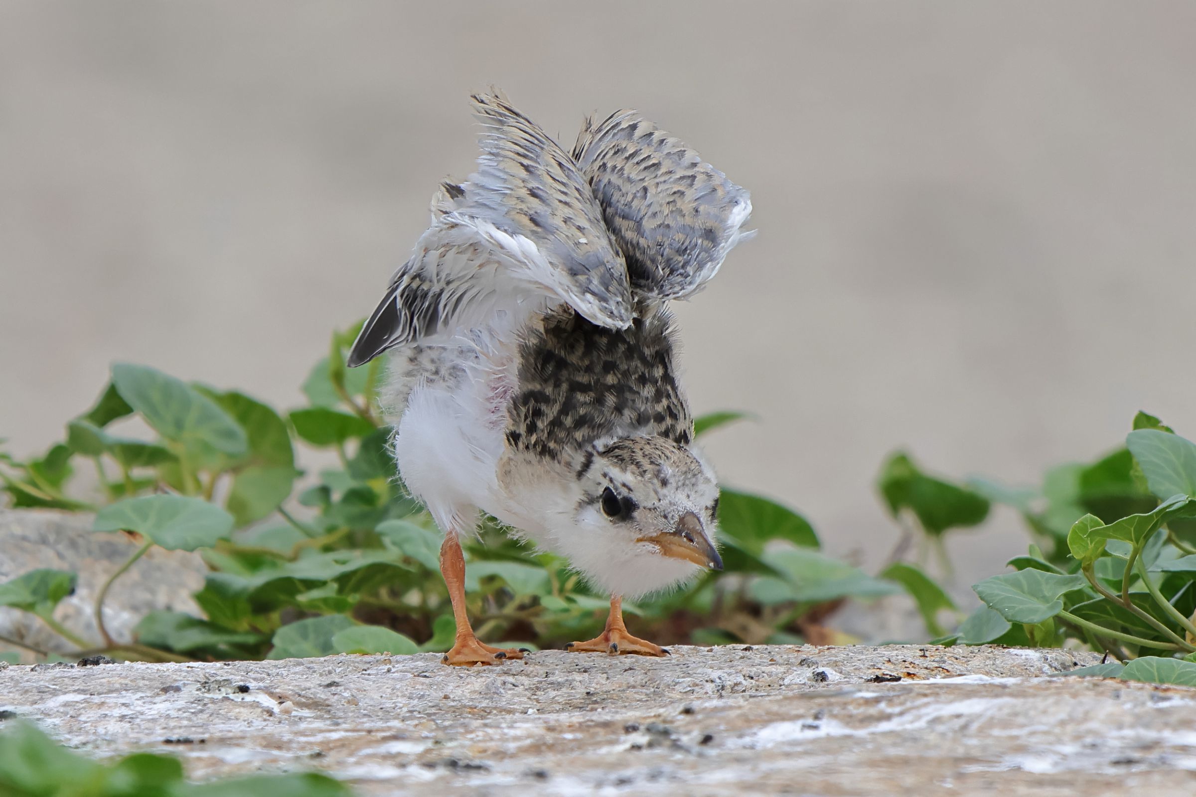 衣装着人形の特徴とは？雛人形の種類と制作工程を詳しく解説！株式会社ふらここ