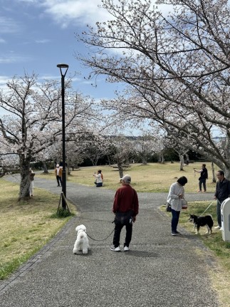 スタッフブログ 桜スタジオAQUA 富士店前撮り・フォトウェディング