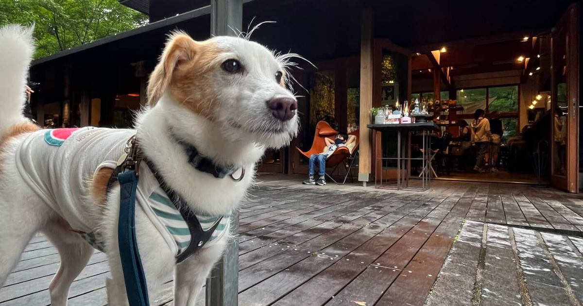 愛犬と星のや軽井沢で非日常を満喫する - 星のや軽井沢星野リゾート 公式