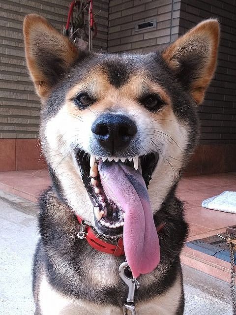 超学生 ㋰責任集合体 @歌ってみた