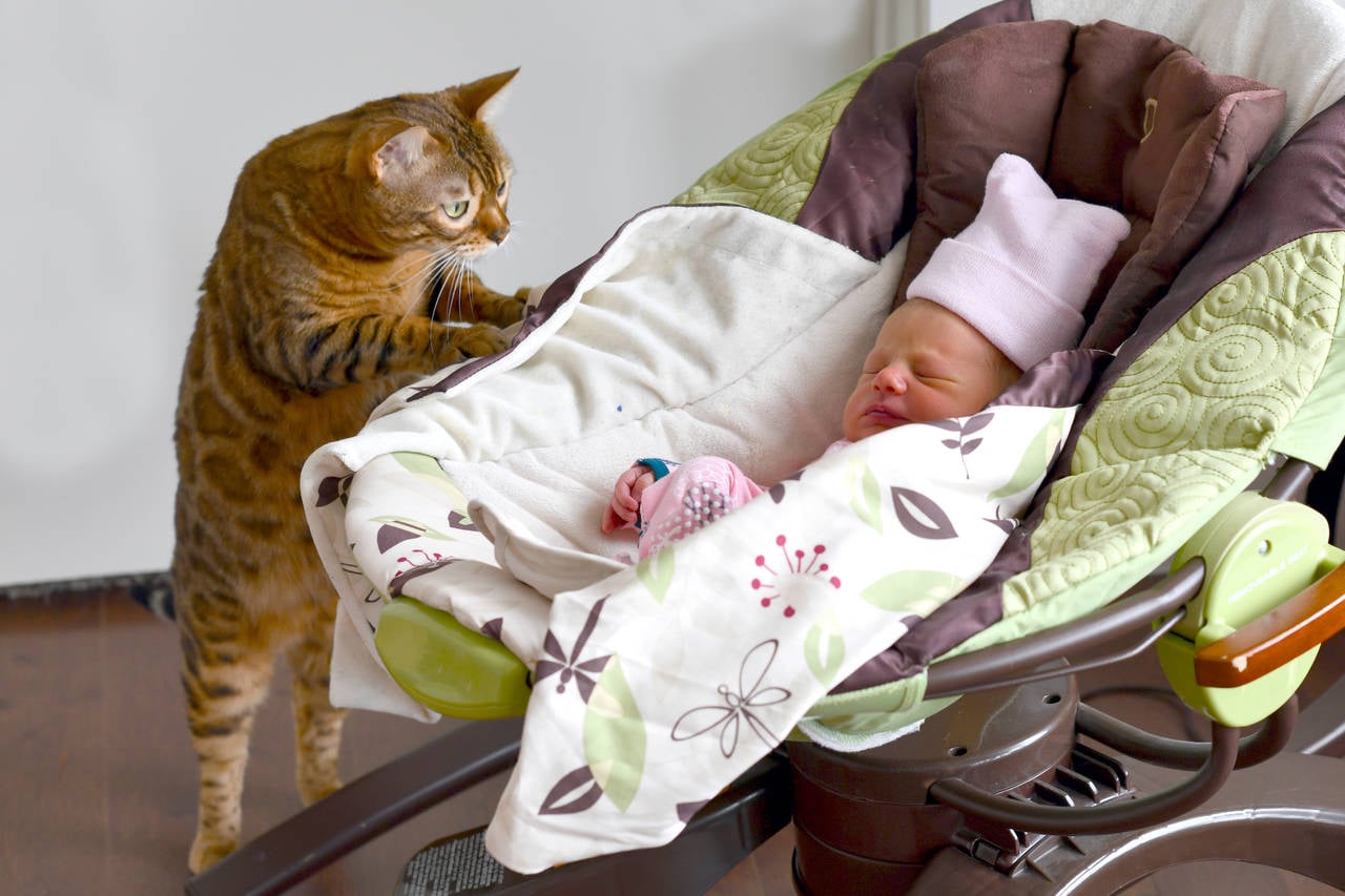 子育て中も「猫ファースト」 猫にストレスがないよう工夫したら赤ちゃんとの同居成功「犬や猫 ともっと幸せに」をコンセプトにしたWEBメディア「sippo」