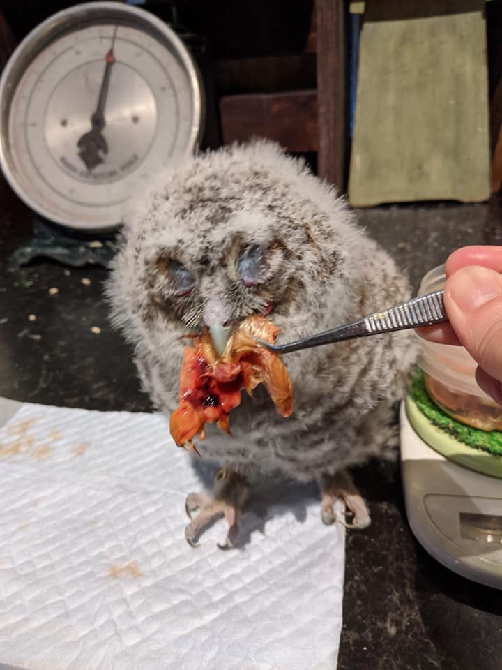 フクロウ 野生 のヒナが孵りました。身近な自然といろんないきものブログ金沢動物園公式サイト公益財団法人 横浜市緑の協会