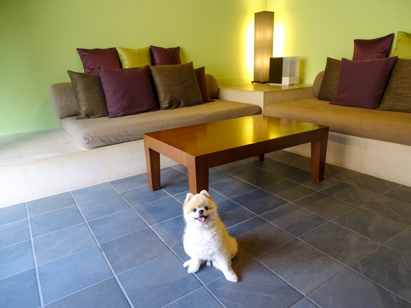 軽井沢星野エリア、雲場池、シュガースポットコーヒー ～ 犬連れ旅行 in 秋の軽井沢 お出かけ篇 - 旅犬